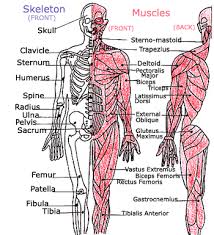 Anatomynote.com found labelled diagram of the muscles in the human body from plenty of anatomical pictures on the internet. Kids Health Topics Your Muscles