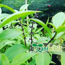 Gambar daun biji selasih bagian tanaman selasih yang sering digunakan adalah bijinya cara menanam tanaman basil dari biji bibitbunga com. Bibit Tanaman Selasih Pohon Biji Selasih Lazada Indonesia