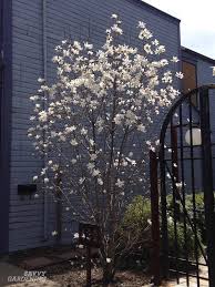 This tree is regarded as the tree of love. Flowering Trees For Home Gardens 21 Beautiful Choices