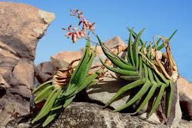 Image result for Aloe inyangensis