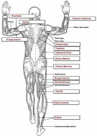 Muscle diagrams are a great way to get an overview of all of the muscles within a body region. Muscles Labeling Full Body Anatomy And Physiology Physiology Muscle Anatomy