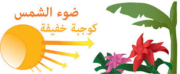 البناء الضوئي Ask A Biologist