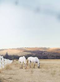 Almaden Beautiful Horses In Almaden California Horse Art Print Horse Art Horses