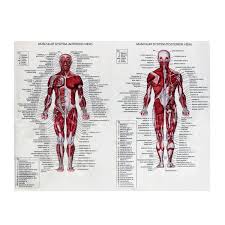 muscle system poster anatomy chart human body educational silk cloth home decor