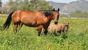 Horses Officially Categorized As Livestock Thanks To 2018 Farm Bill