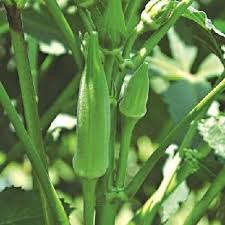The best okra varieties to grow in texas are annie oakley (compact), blondy (compact), burgundy, cajun delight, clemson spineless, emerald, lee, louisiana green, stewart's zeebest (heirloom), and velvet. Jim S Favorite Okra Seeds