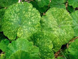 Image result for foto muškáty