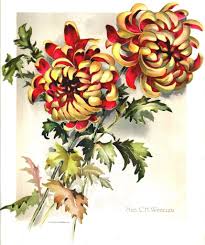 All About Art Tattoo Studio Rangiora Upstairs 5 Good Street Rangiora 03 310 6669 Or 022 125 7761 When Only The Flower Drawing Flower Art Botanical Flowers