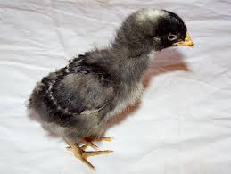 Maybe you would like to learn more about one of these? Sexing Barred Rocks My Life In The Country