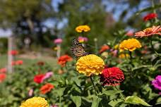 What's Happening to Our Pollinators