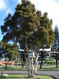 Image result for Melaleuca quinquenervia