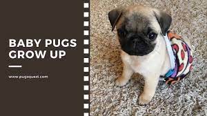 Newborn Baby Pugs Grow Up Care Tips For Baby Pugs