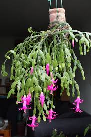 You'll want to place the cactus into the soil. Episode 84 Forest Cacti Part One Easter Christmas And Thanksgiving Cacti Jane Perrone