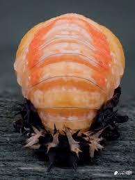 Image result for Macrotyloma ellipticum