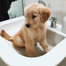 How Often Should You Bathe Your Dog The Answer May Surprise You Puppies Retriever Puppy Cute Animals