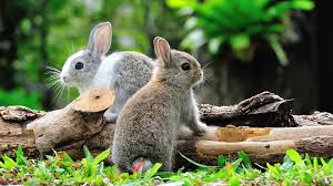 Sniffing her rear and then he will try to lift her tail with his nose. Do Rabbits Really Go Crazy In March Howstuffworks