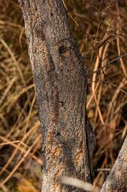 Image result for Aeschynomene nyikensis