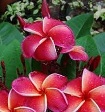 The Plumeria Gina Jj Aka Jeena Multi Branching With A Compact Growth Pattern Perfect For Container Garden Plumeria Frangipani Container Gardening