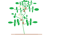 Maybe you would like to learn more about one of these? How To Properly Prune Your Tomatoes