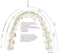 Introduction To Dental Anatomy Dental Anatomy Physiology