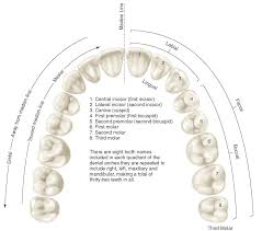 introduction to dental anatomy dental anatomy physiology