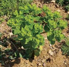 Image result for Synadenium cupulare