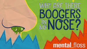While babies sneeze to get some of the boogers and mucus out of their noses, it doesn't all come out. Why Are There Boogers In My Nose Mental Floss