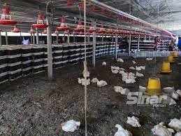 Yang mana satu pilihan anda. Peneroka Felda Jadi Tauke Ayam