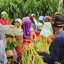 Mipit kudu amit ngala kudu menta aksara sunda. Mipit Kudu Amit Ngala Kudu Menta Kasepuhan Sinarresmi Facebook