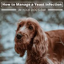 Trapped foreign object inside the dog's ear. Home Remedies For Dog Ear Yeast Infections Pethelpful