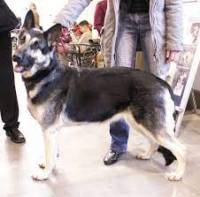 Eastern european german shepherd mixed with a black lab puppies. East European Shepherd Breed Information History Health Pictures And More