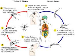 Classification Of Protists Biology Ii