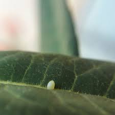 I Captured The Lifecycle Of A Monarch Monarch Milkweed Plant Milkweed