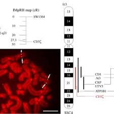 This has been a successful model in which the group leader has full scientific freedom. A Radiation Hybrid Rh Maps Around Cd3 Chain On Swine Chromosome 4 Download Scientific Diagram