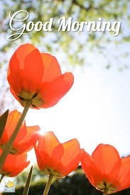38 Good Morning Flower Images For Free Download Hd Pics Good Morning Flowers Good Morning Cards Good Morning Images Hd