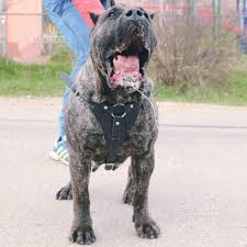11 окт 2016 7 просмотров. Allevamento Di Dogo Presa Canario Fci Likesx Com Annunci Gratuiti Case