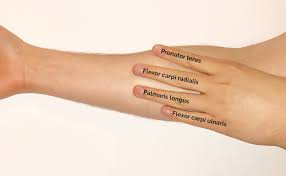 At the point when these are bothered or harmed, they end up aggravated. Muscles Of The Anterior Forearm Anatomy Geeky Medics