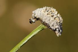 Image result for Mesanthemum africanum