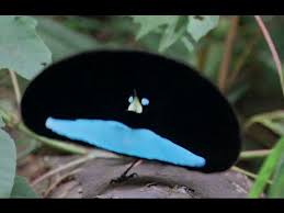 Bird Of Paradise Mating Dance The Bird Of Paradise And Its Colorful Courtship Mating Dance Reblogged From The Youtube User Mario Nicola Misin Birds Of Paradise Most Beautiful Birds Bird