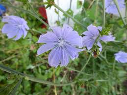 Flowers native to west virginia. Wildflowers Forum Wild Wonderful West Virginia Wildflowers Garden Org