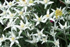 Close Up Of A Edelweiss Flowers By Anne Keiser Edelweiss Flower Flower Close Up Flowers