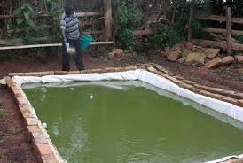 Backyard Fish Farming Backyard Fish Farming Recirculating Design Idea And Decorations Fish Farming Farm Backyard