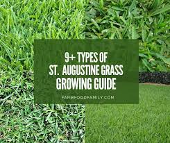 Check spelling or type a new query. 9 Types Of St Augustine Grass Growing And Care Guide With Pictures