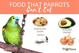 Calorie for calorie, vegetables are among the world's most concentrated sources of nutrients. Forbidden Food For Parrots What They Can Can T Eat