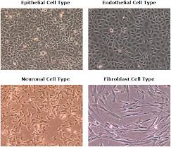 A549 cell line origin the a549 cell line was established in 1972 by d.j. Cell Types Culture Characteristics