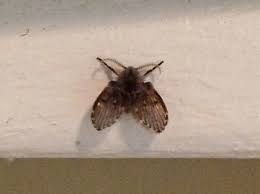 7 Cool Facts About Drain Flies And Their Kin Your Wild Life