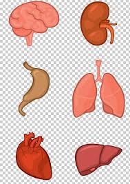 But at the point of the stomach, the gut moves to the left side of the axis. Organ System Human Body Anatomy Tissue Png Clipart Anatomy Bone Circulatory System Finger Flesh Free Png