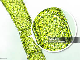 Image result for Microcoelia physophora