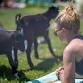 Goat Yoga at Black Star Farms