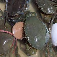 Crab, tree, sugar, attap, crabmeat, crab door, saba banana, wooden crabs. Ketam Nipah Ketam Bangkang Picture Of Todak Waterfront Hawker Centre Kota Kinabalu Tripadvisor